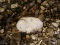 /album/inkubace-vajec/a20120408-085810-jpg/
